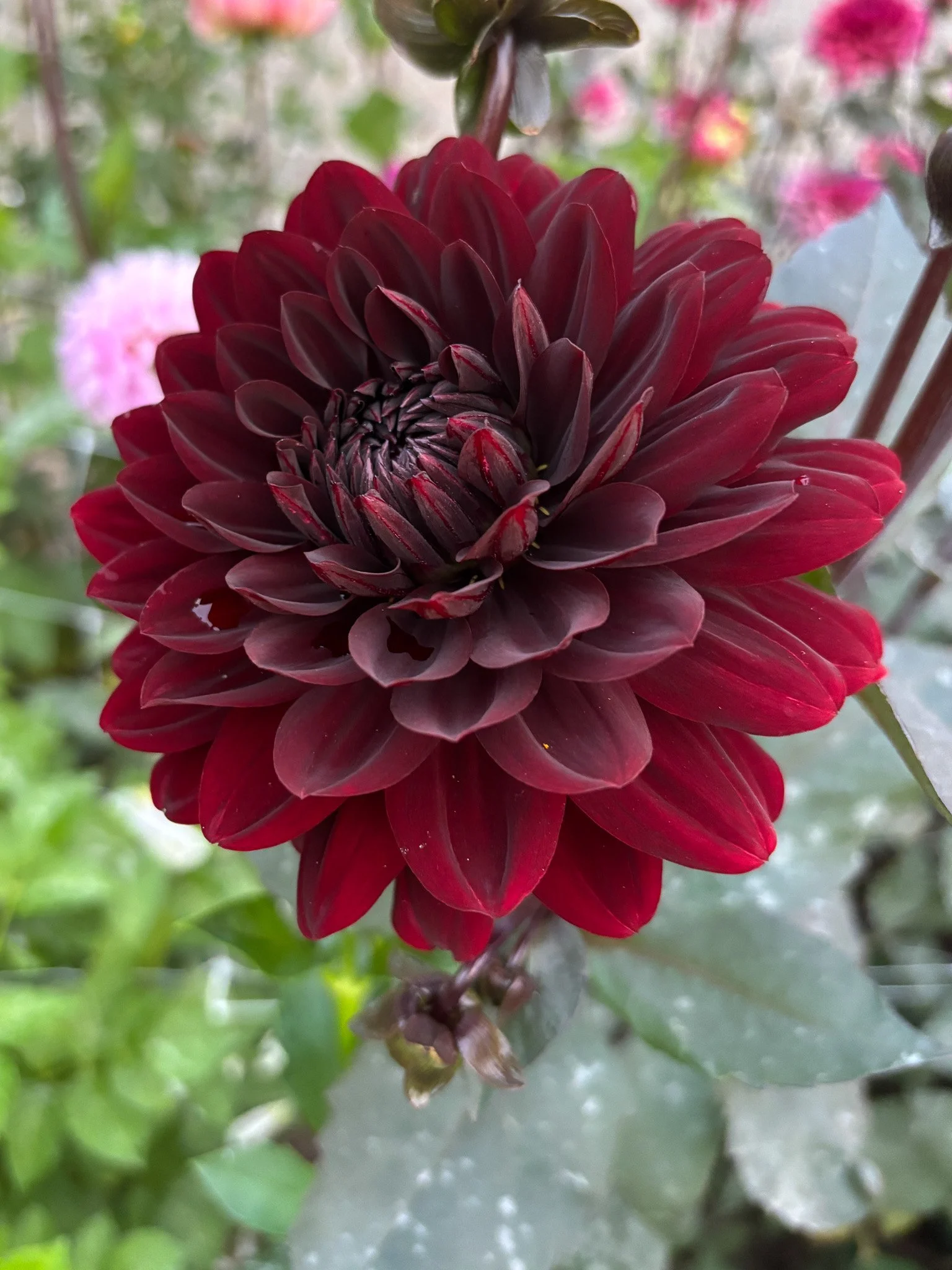Dahlia : Lark's Ebbe — ciderpress lane